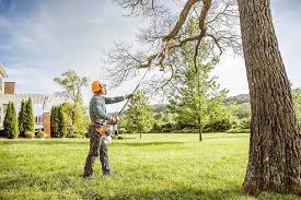 Reliable Isanti, MN Tree Care Solutions