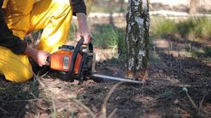 Best Commercial Tree Services  in Isanti, MN