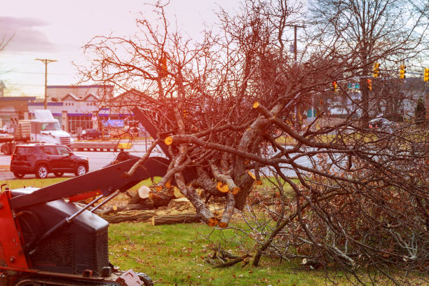 Best Seasonal Cleanup (Spring/Fall)  in Isanti, MN